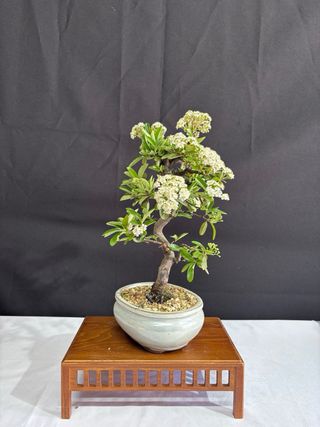 Bonsái Piracanta en Flor