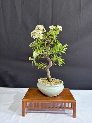Bonsái Piracanta en Flor