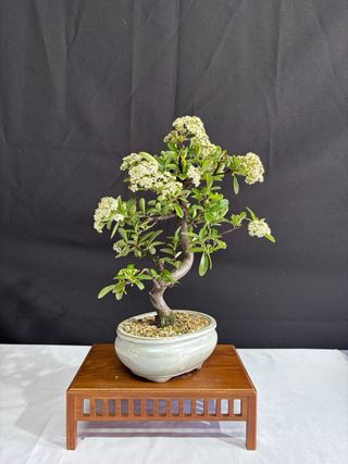 Bonsái Piracanta en Flor