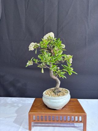 Bonsái Piracanta en Flor