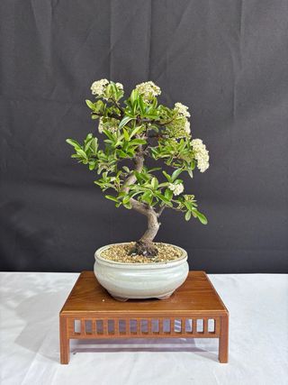 Bonsái Piracanta en Flor