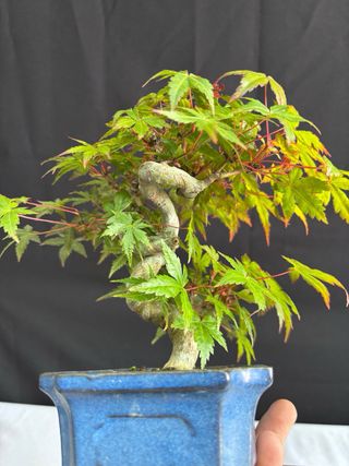 Bonsái Acer Palmatum
