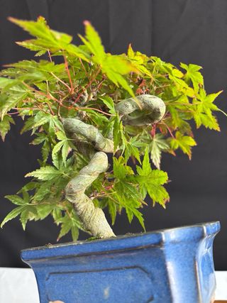 Bonsái Acer Palmatum