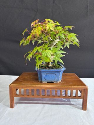 Bonsái Acer Palmatum
