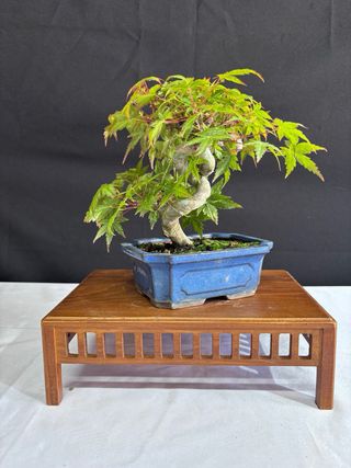 Bonsái Acer Palmatum