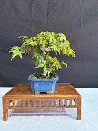 Bonsái Acer Palmatum