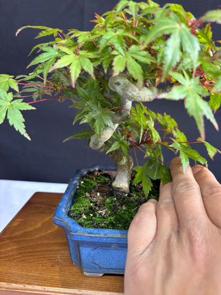 Bonsái Acer Palmatum