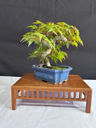 Bonsái Acer Palmatum