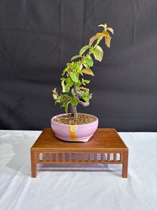 Pseudocydonia Bonsai