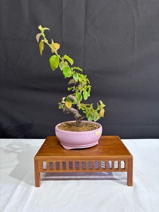 Pseudocydonia Bonsai