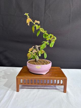 Pseudocydonia Bonsai
