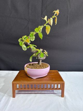 Pseudocydonia Bonsai