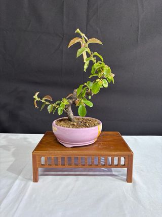 Pseudocydonia Bonsai