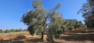 Terreno en venta en Gibraleón