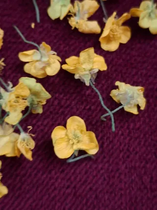 Fiori essiccati misti