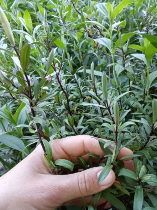 Hebe violeta