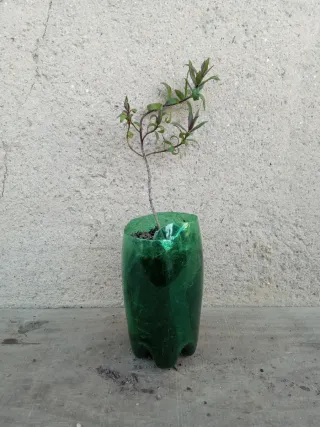Hebe violeta