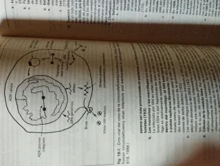 Libro antiguo de medicina, manual MSD