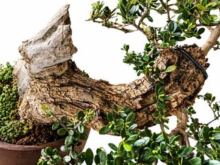 Bonsái Expocison Ullastre Mallorquín