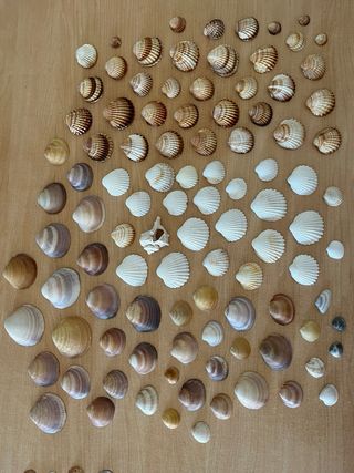 Conchas para manualidades