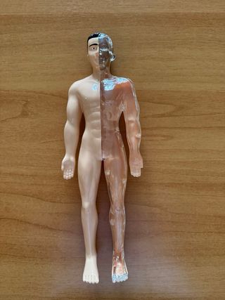 Il Corpo Umano Clementoni Gioco Scienza