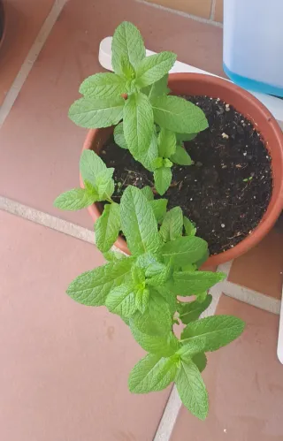 Planta de Hierbabuena Fresca