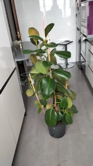 Ficus Elástica Planta Interior