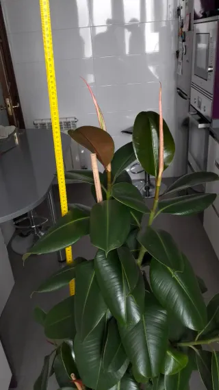 Ficus Elástica Planta Interior