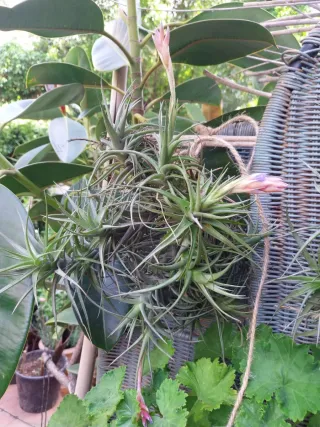 2 Tillandsias plantas aéreas