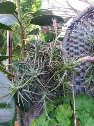 2 Tillandsias plantas aéreas