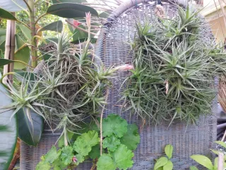 2 Tillandsias plantas aéreas