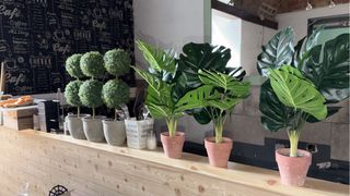 Plantas artificiales y cuadros variados
