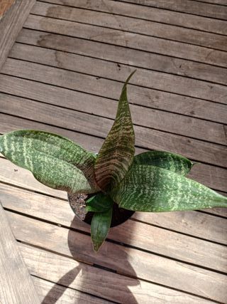Sansevieria Zeylanica Planta
