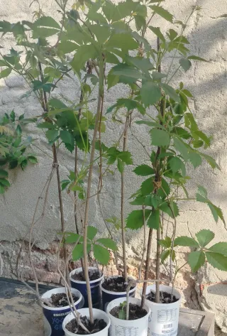 vasi di Parthenocissus quinquefolia h 100/120cm.