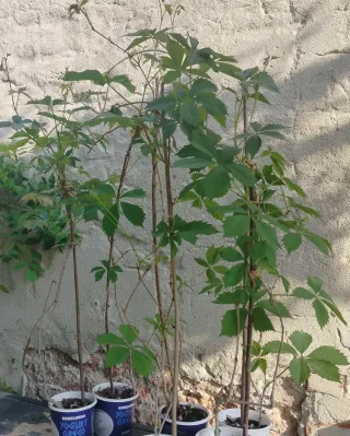vasi di Parthenocissus quinquefolia h 100/120cm.