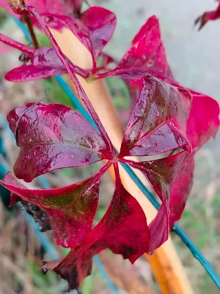 vasi di Parthenocissus quinquefolia h 100/120cm.