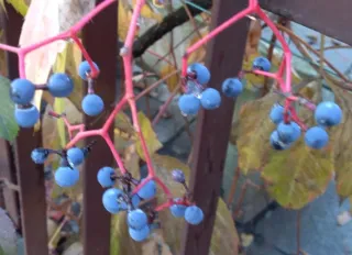 vasi di Parthenocissus quinquefolia h 100/120cm.