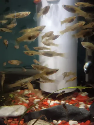 Acuario con plantas