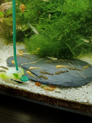 Acuario con plantas.