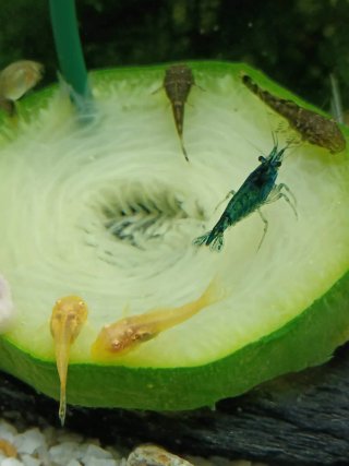 Acuario con plantas.