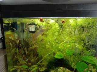 Acuario con plantas.