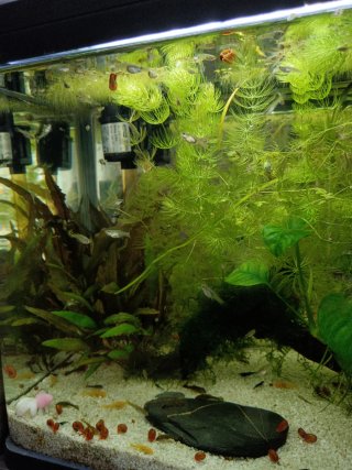 Acuario con plantas.