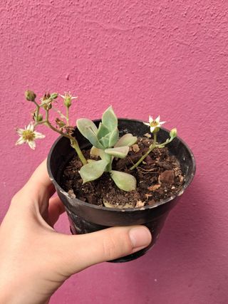 Suculenta com flores