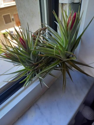Pianta Tillandsia Aeranthos
