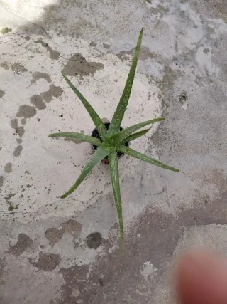 Planta Aloe Vera