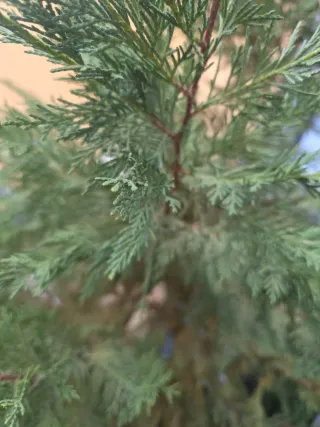 Planta con maceta de madera
