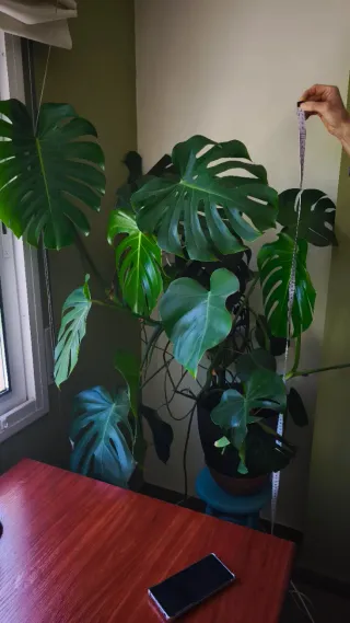 Monstera Deliciosa Planta Natural