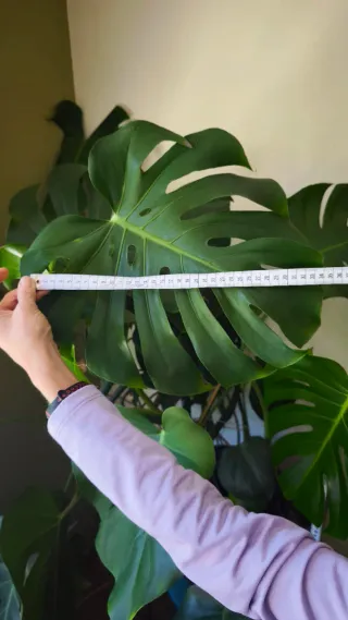 Monstera Deliciosa Planta Natural