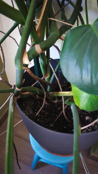 Monstera Deliciosa Planta Natural