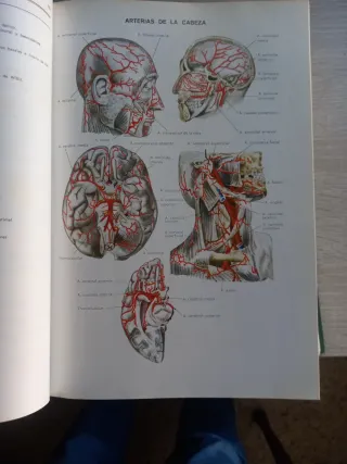 Diccionario terminologico de ciencias medicas